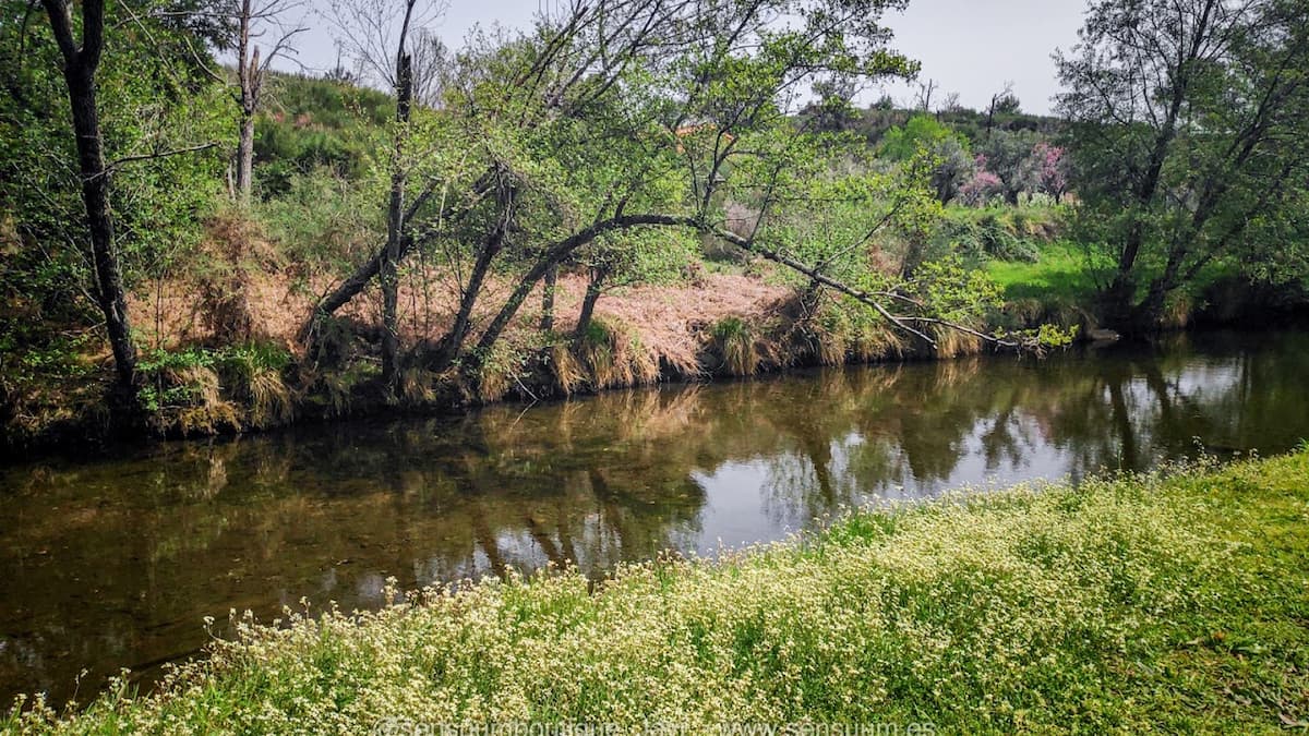Piscina natural con puente de piedra y árboles frondosos.
